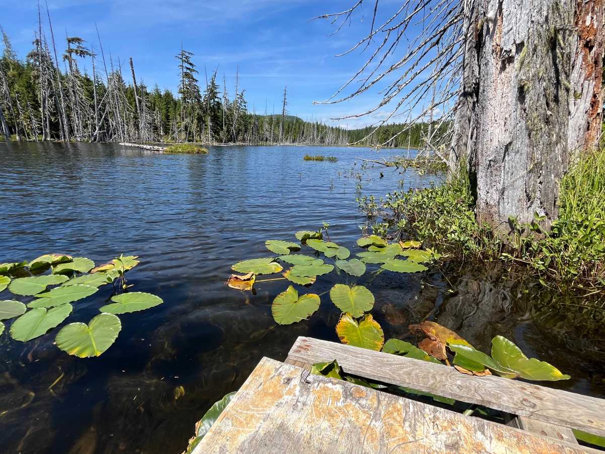 Pet's Pond photo 2
