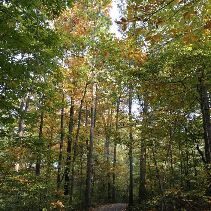 Near Rocky Run Stream Valley Trail
