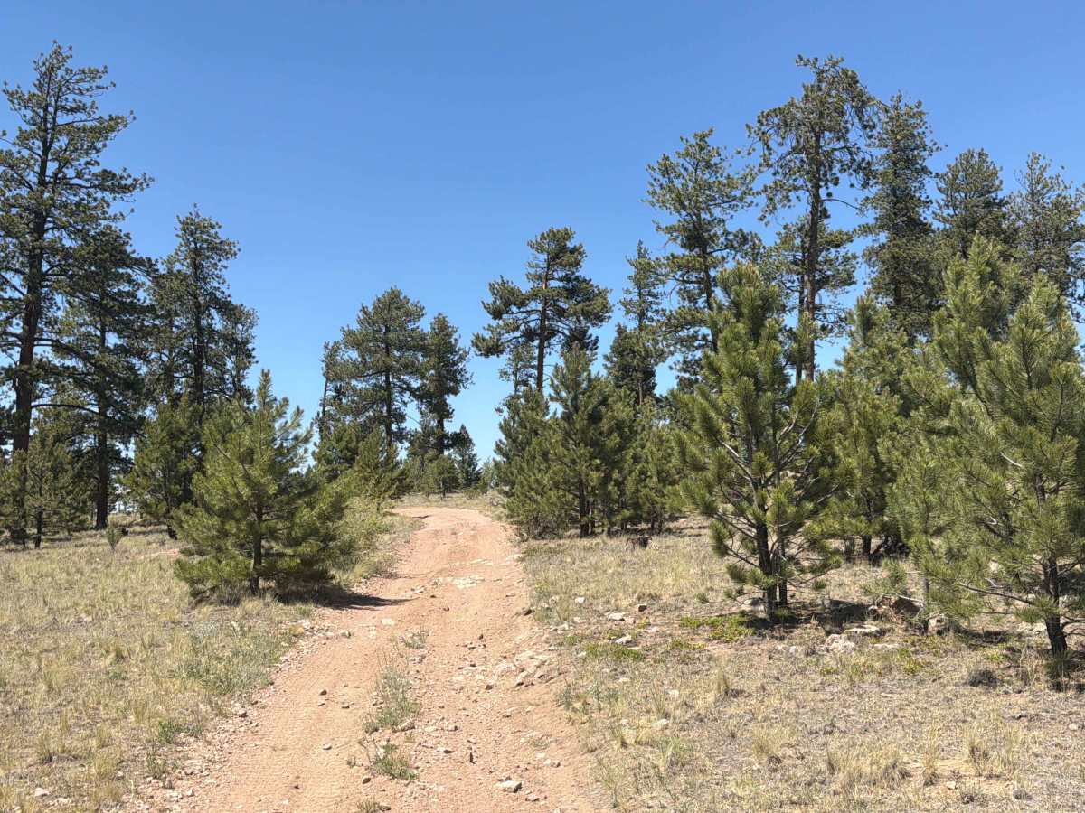 Wiggler Loop Road - FS 243.1B trail photo