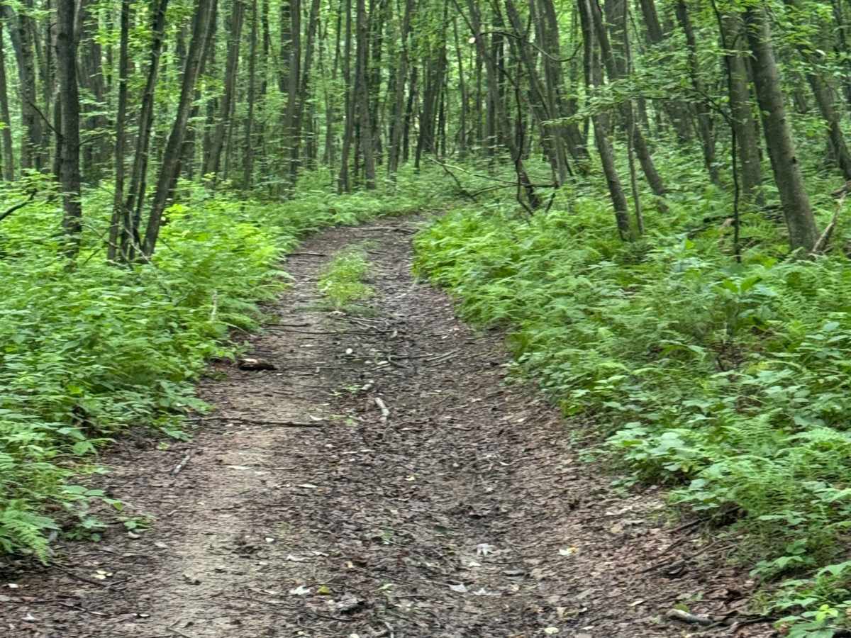 Trail 65 photo 6