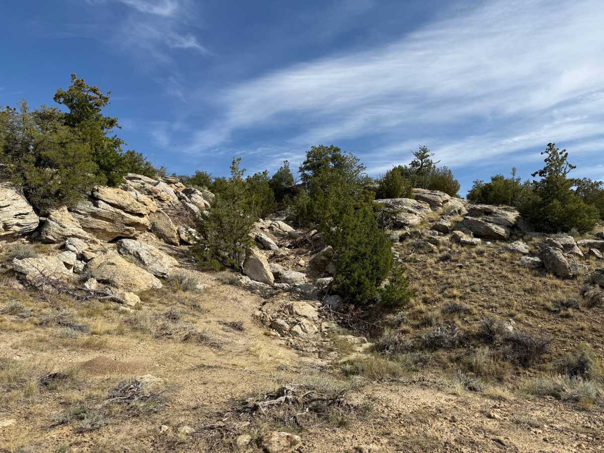 Christmas Tree trail photo