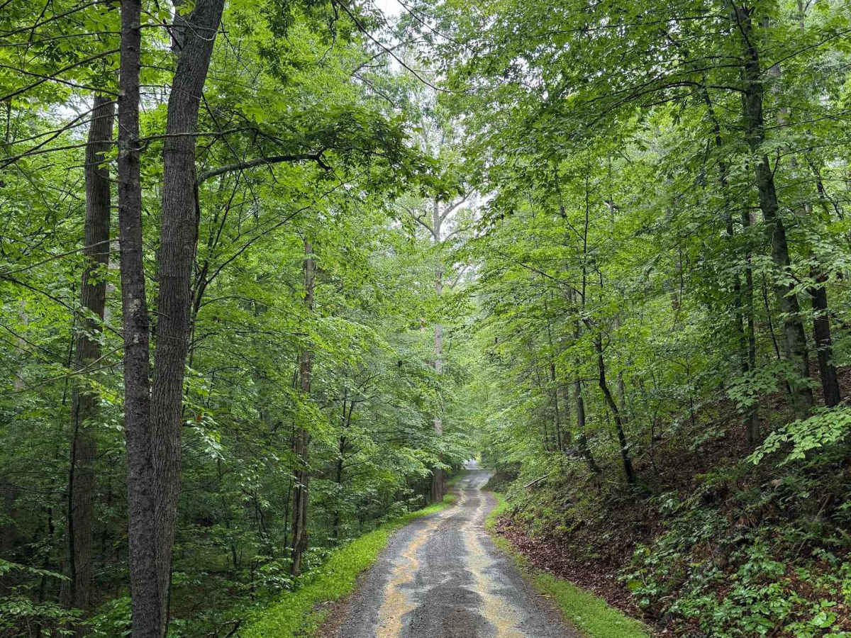 Gilmore Hollow photo 5