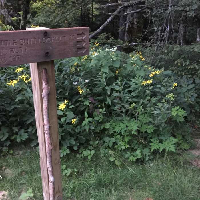 Near Big Butt Trail #161