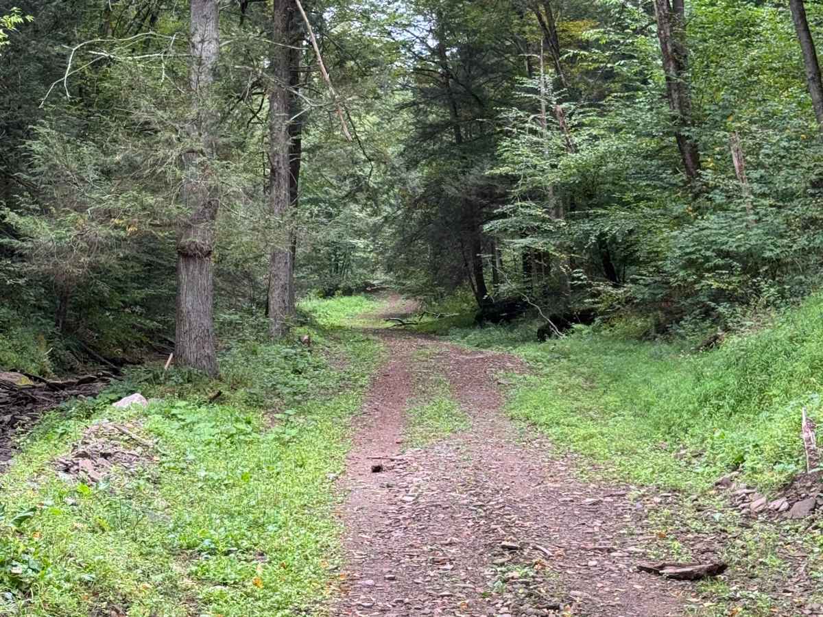 Four Mile Road photo 5