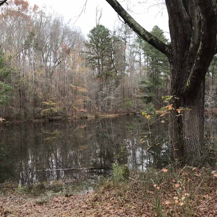 Pond along the loop on Sowell Trail. Near Sowell Trail