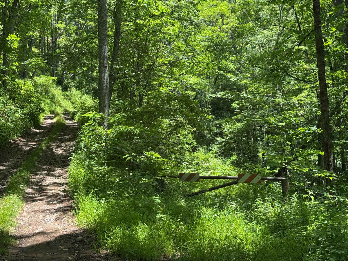 Old Bald Ridge - FS 4652 photo 5