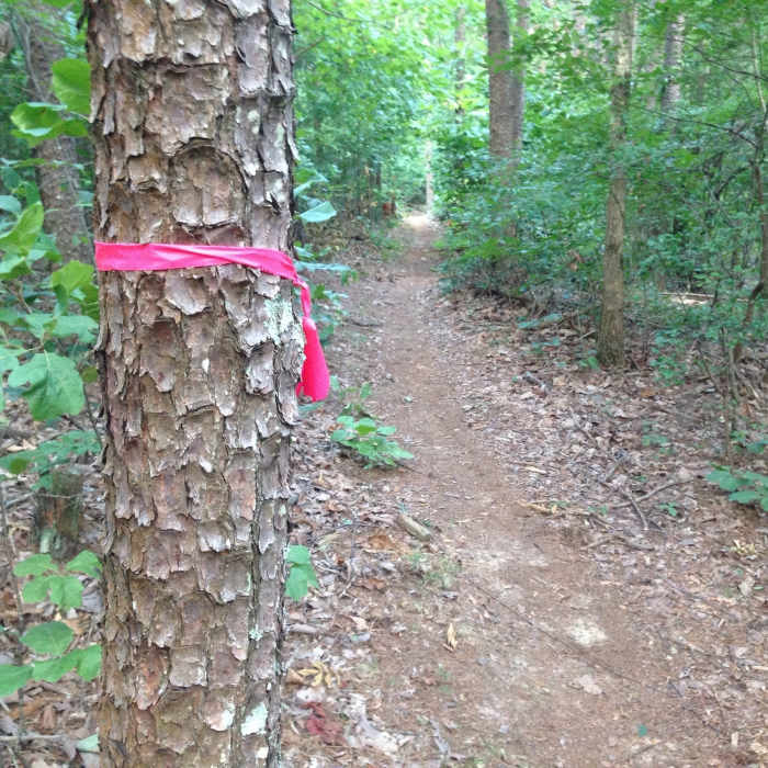 Main trail is marked with pink ribbon. Near Green Mountain Preserve and Buzzard Falls