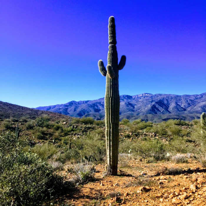 Near Black Canyon Trail: Big Bug Trailhead to Bumble Bee
