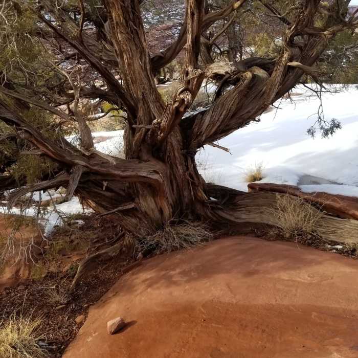 The Juniper trees on the anticline have the most creative root systems Near Moab Rim Trail