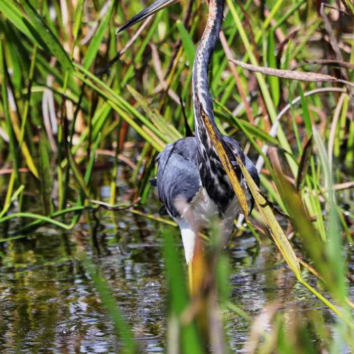 Near Green Cay Wetlands Boardwalk