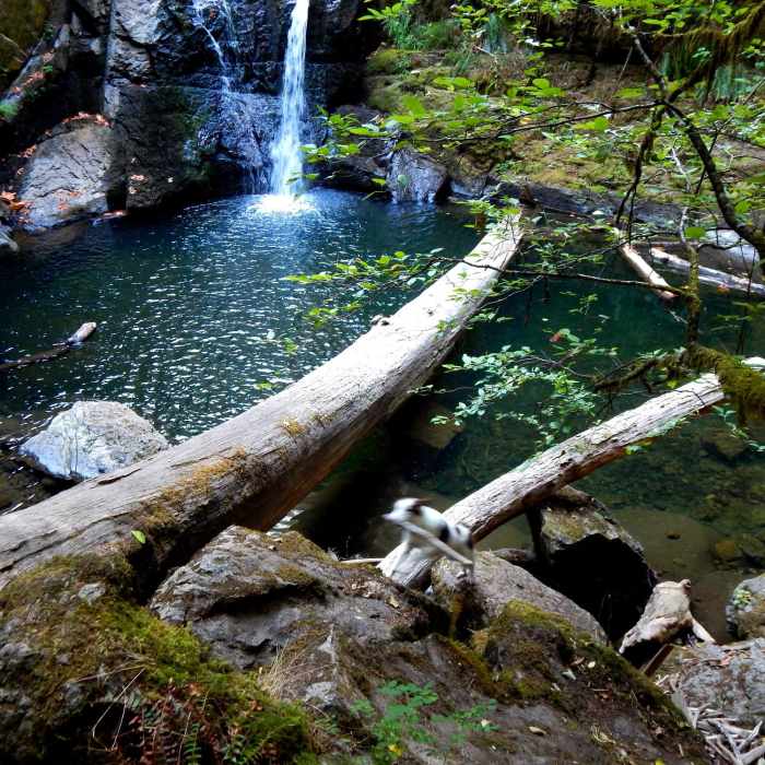 Near Wolf Creek Falls Trail