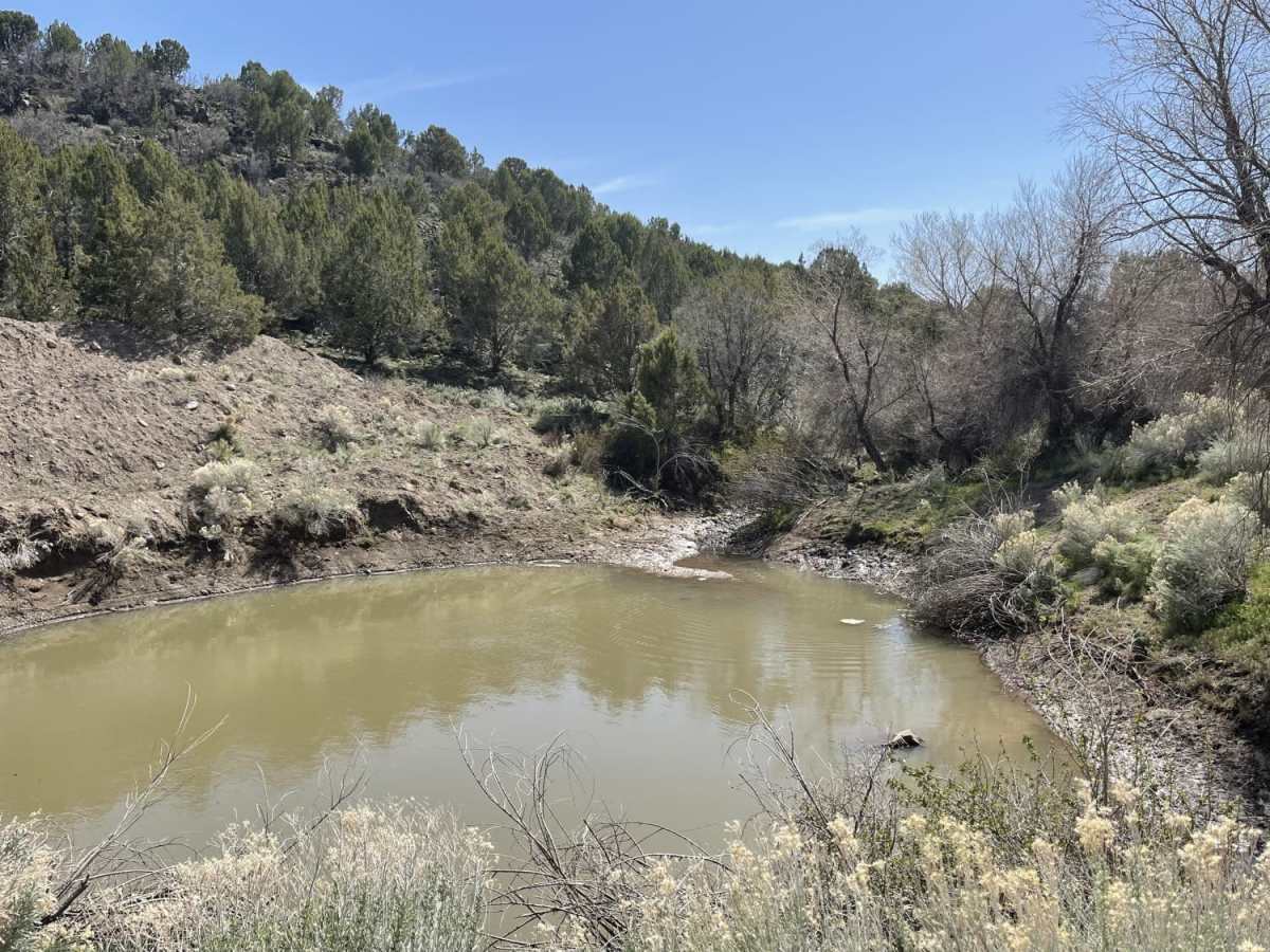 Calf Spring photo 3