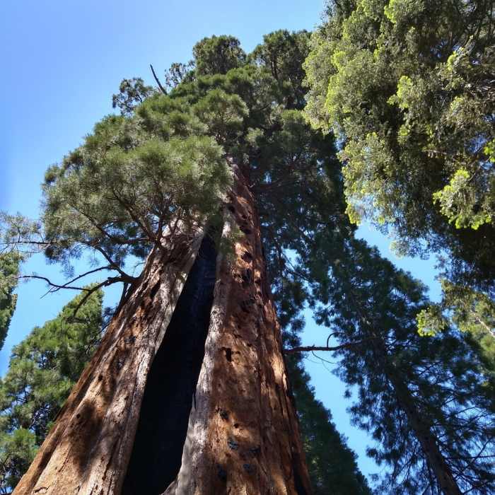 Near Boole Tree Trail
