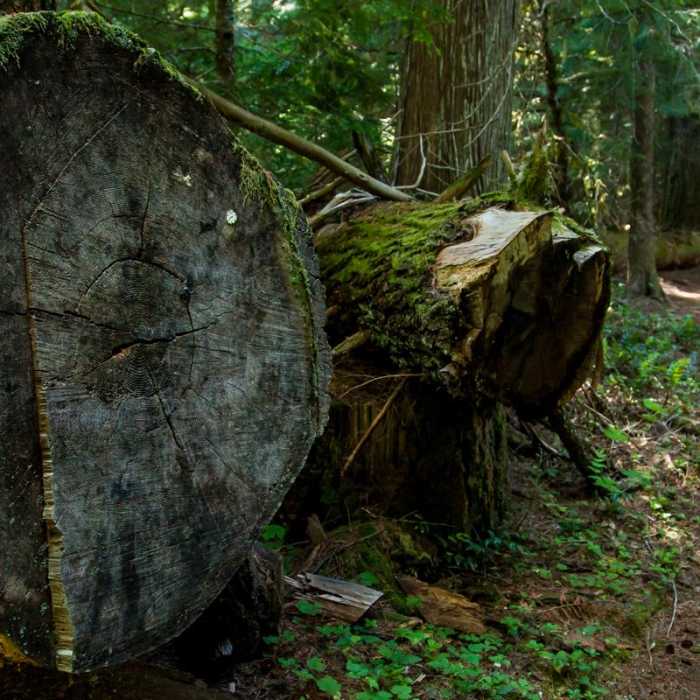 Near McKenzie River Trail: Carmen Reservoir to Tamolitch Pool