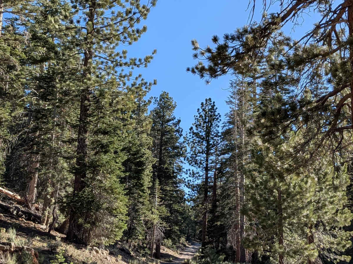 Red Fir Road - FS3S24 trail photo
