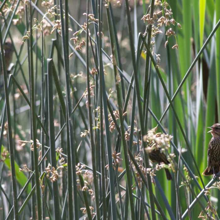 Near Dr. Rod Coler Audubon Nature Trail
