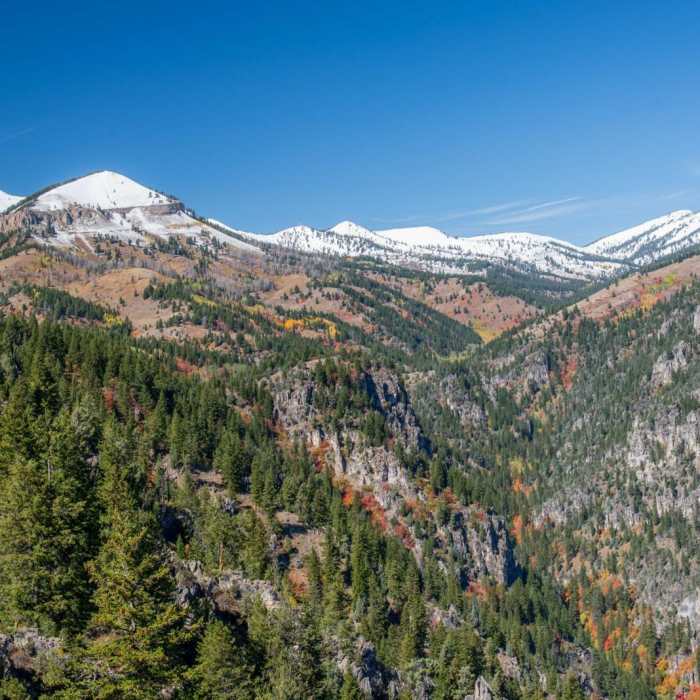 Near Old Jardine Juniper from Wood Camp