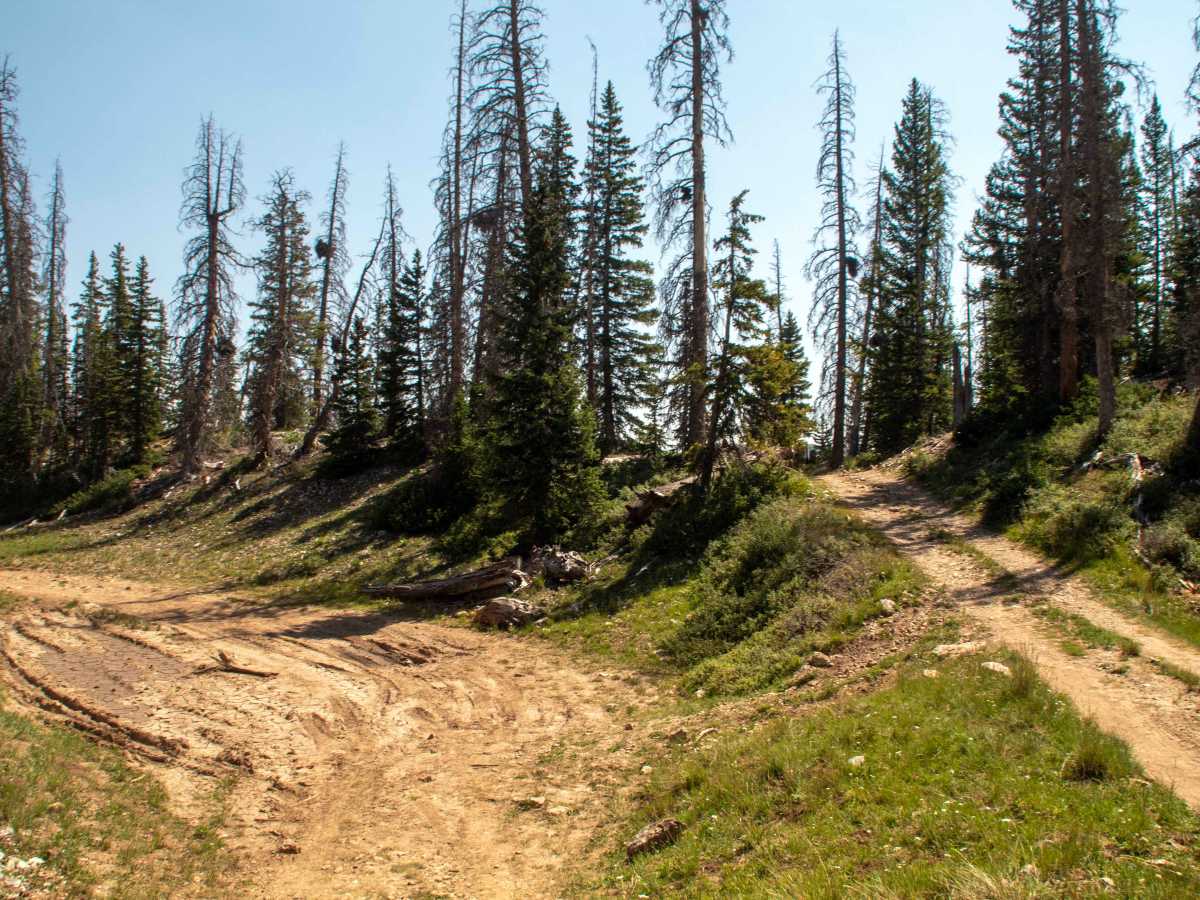 Fairway Loop - FS 1215 photo 6