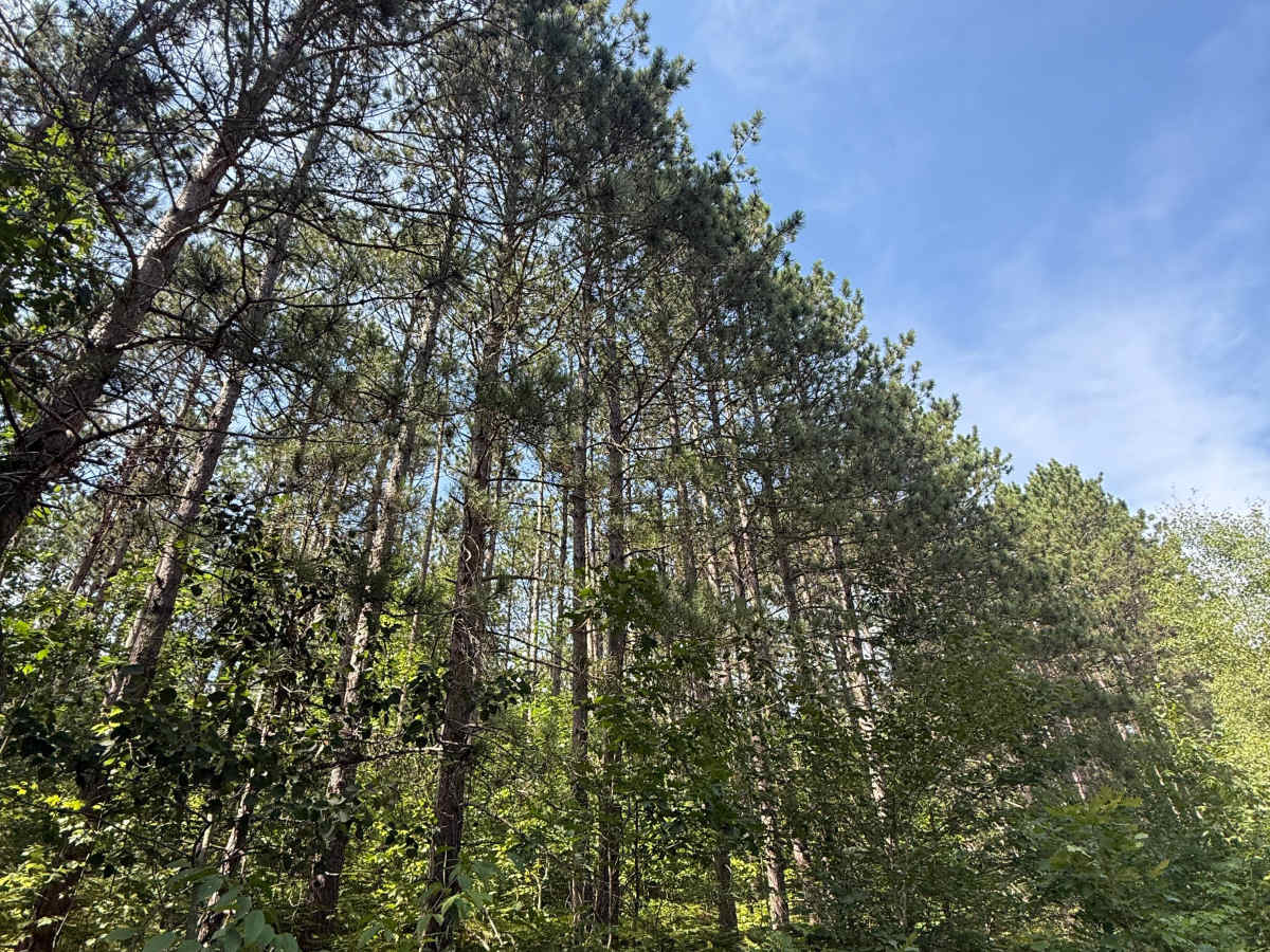 S 29 Trail photo 6