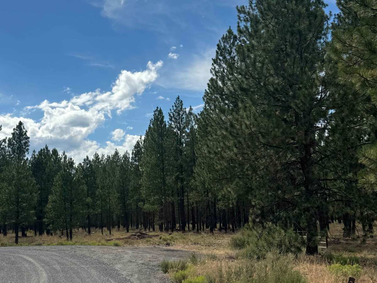 FS 2061-000 trail photo