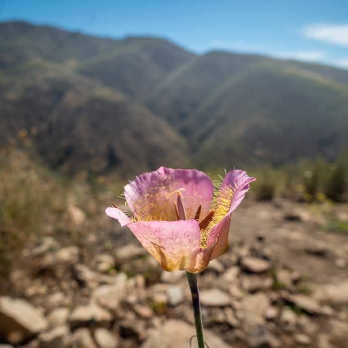 Near Nicholas Pond Loop