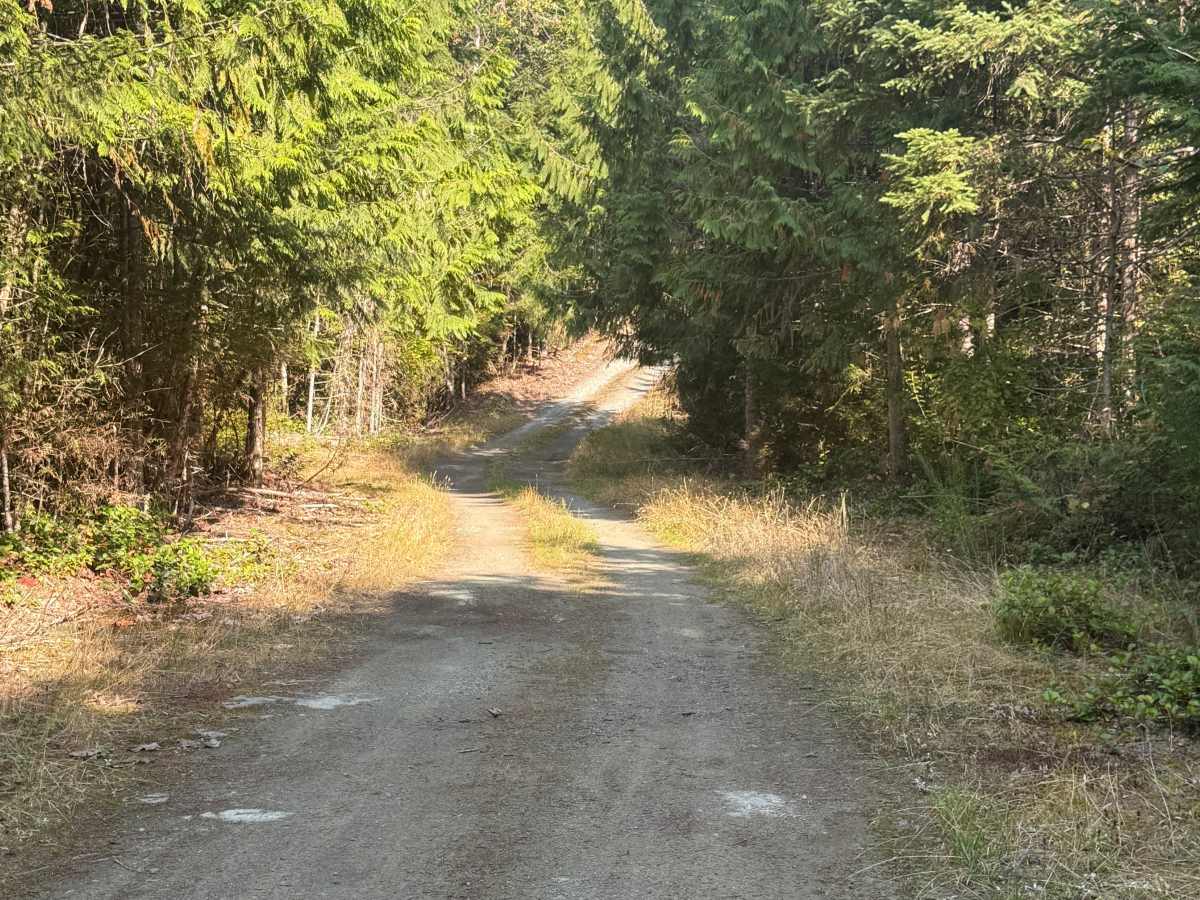 Illabot Powerline Ridge Road photo 4