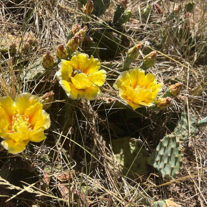 Near Springs Trail Near Springs Trail