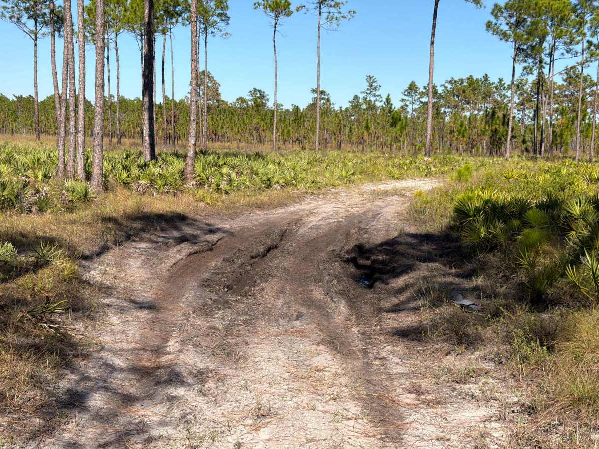 Road 15 - Three Lakes WMA photo 3