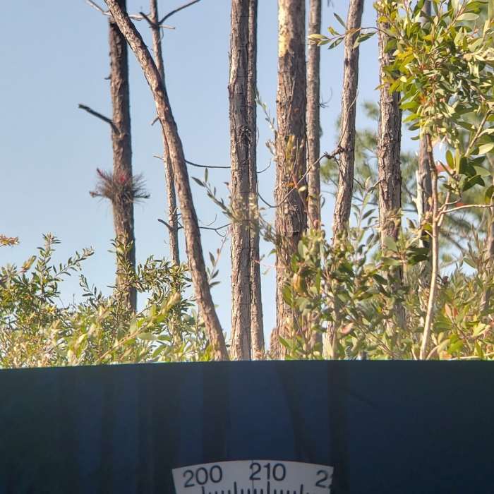 Bromeliads are common and can be quite attractive. Near Sabal Palm Trail