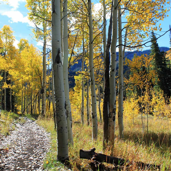 Near Marvine Lake Trail