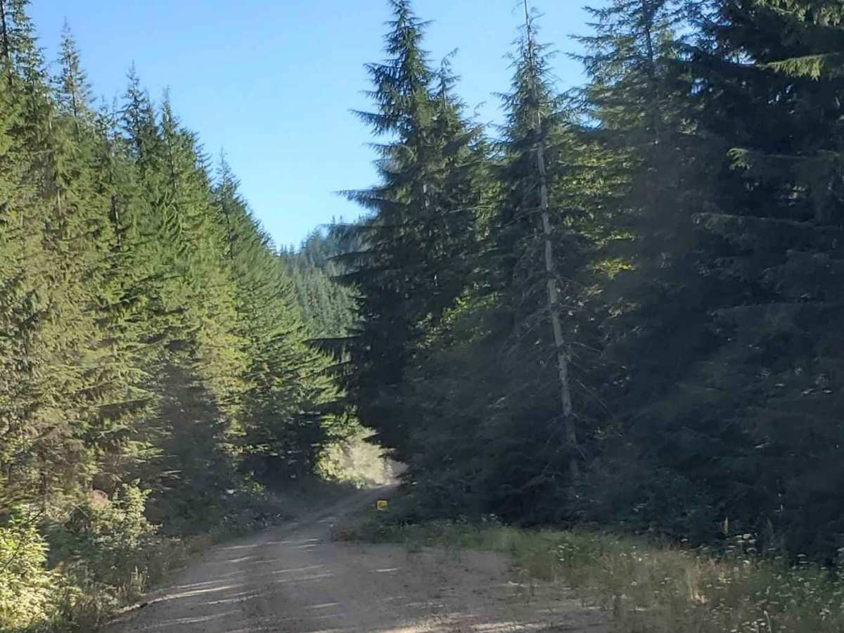 Wooded Forked Path photo 6