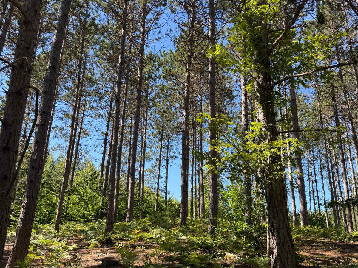 Lumley-Glovers Trail photo 4