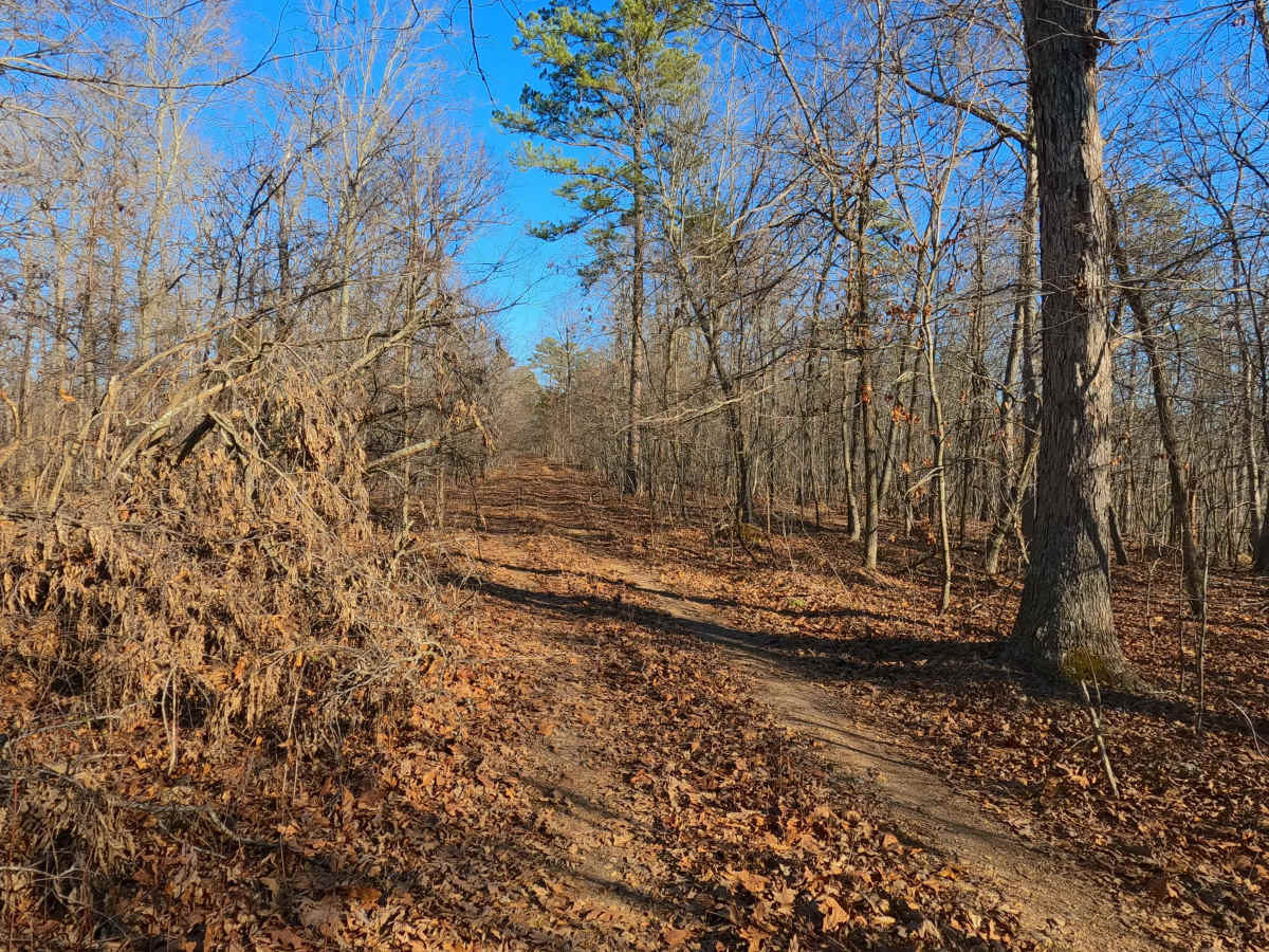Crooked Tree - FS 2232 photo 2