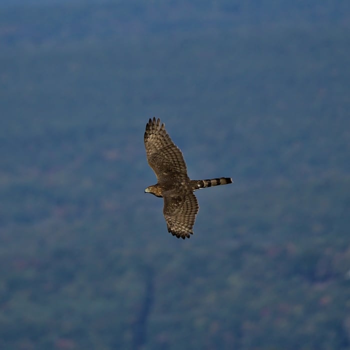 Racoon Ridge is a premier location for Birds of Prey photographers - here is a Sharp-Shinned Hawk migrating south for the winter. Near AT / Kaiser Trail / Coppermine Trail