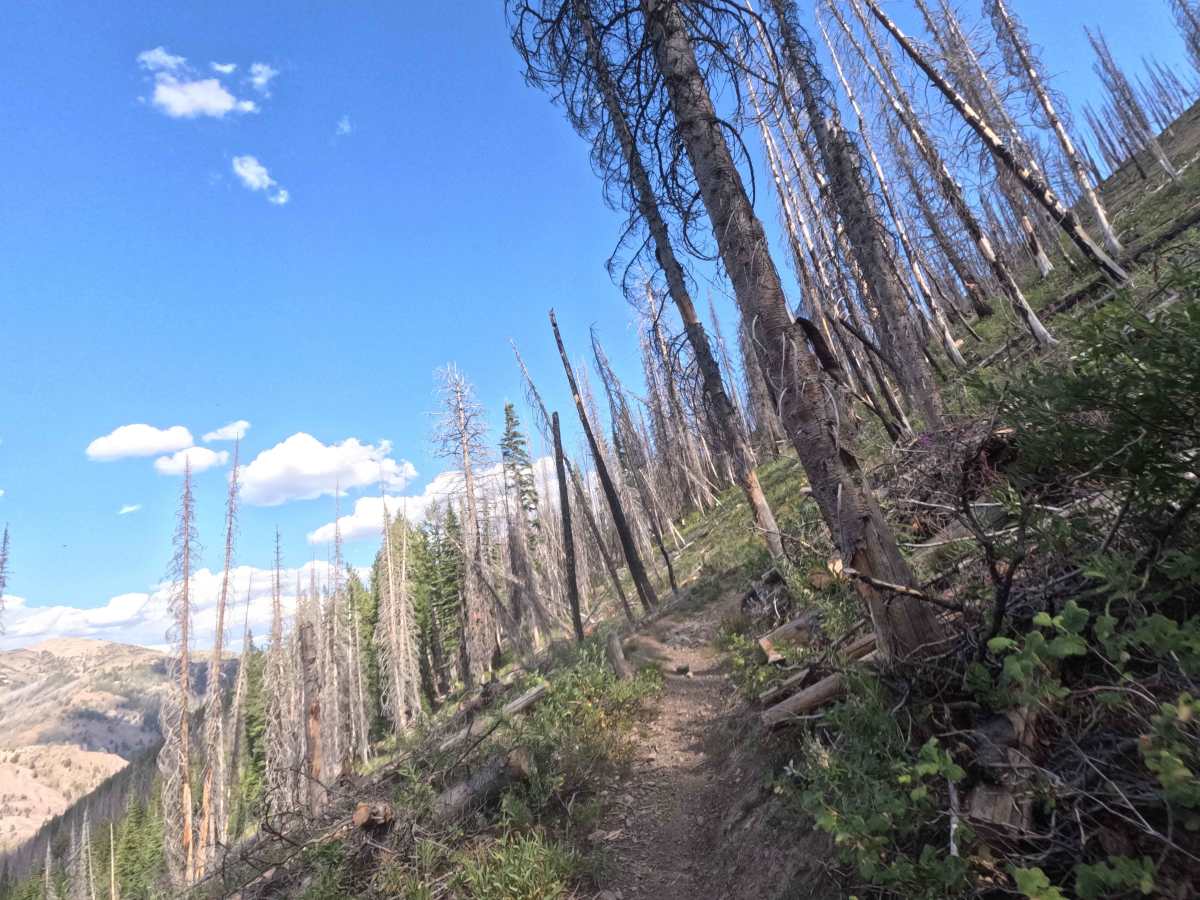 Placer Creek Trail - FS 7141 photo 4