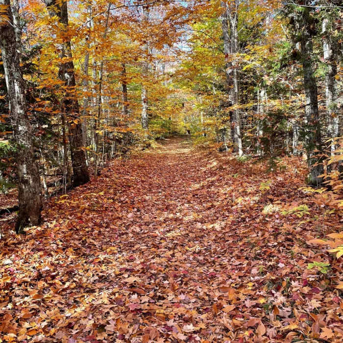Near Haystack Mountain via Jackrabbit Ski and North Haystack Trails