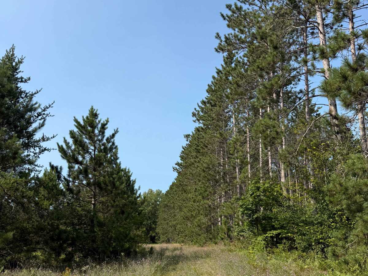 Red Pine Alley Trail photo 3