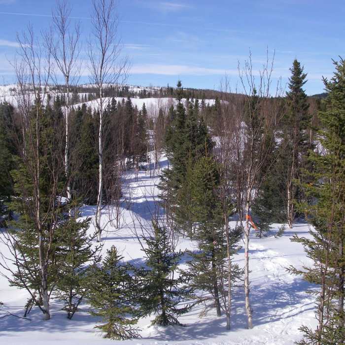 Snowshoe trail E4. Near Snowshoe Route #2