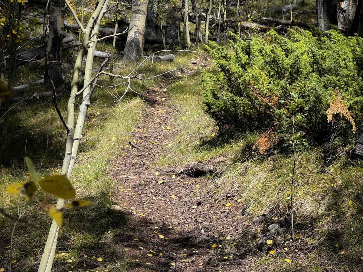 East Willow Trail - FS 609  photo 2
