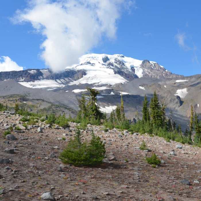 Near Bird Creek Meadows