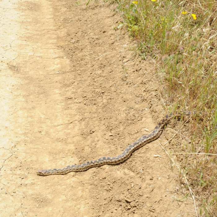 Near Fremont Older to Steven's Creek Reservoir Loop