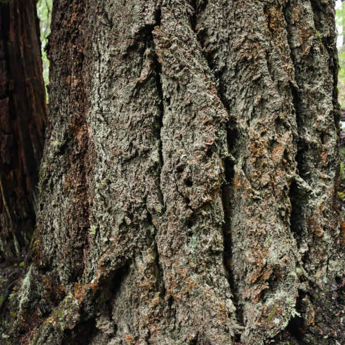 Near Horse Creek North/Drift Creek North Hike