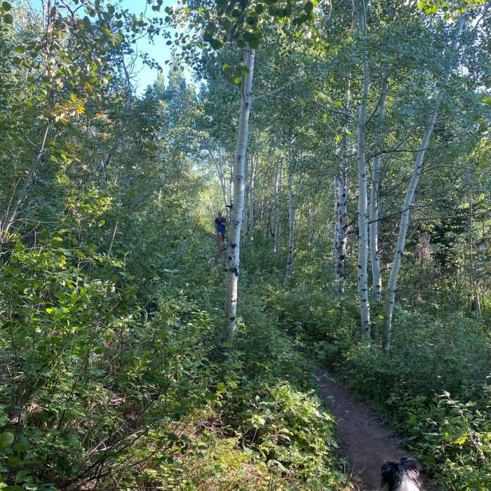 Near Aspen Trail