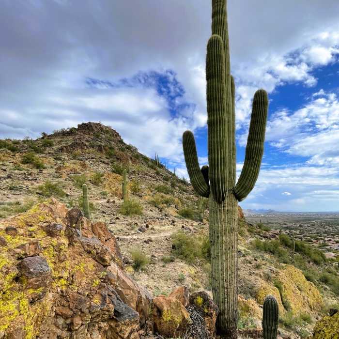 Near Westwing Mountain Trail