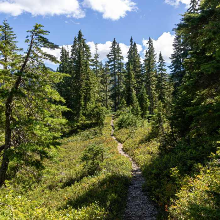 Near Little Divide Trail