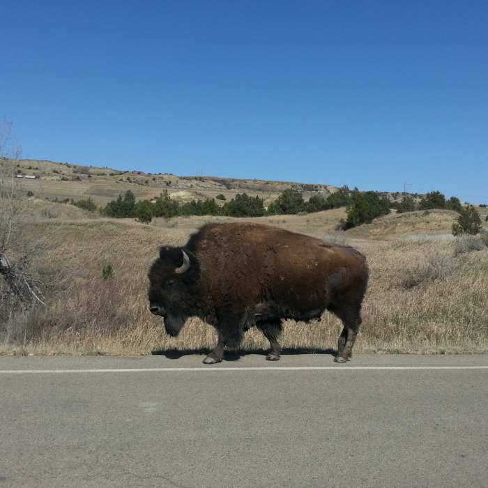 Bison sauntering down the road. Near Buckhorn Trail