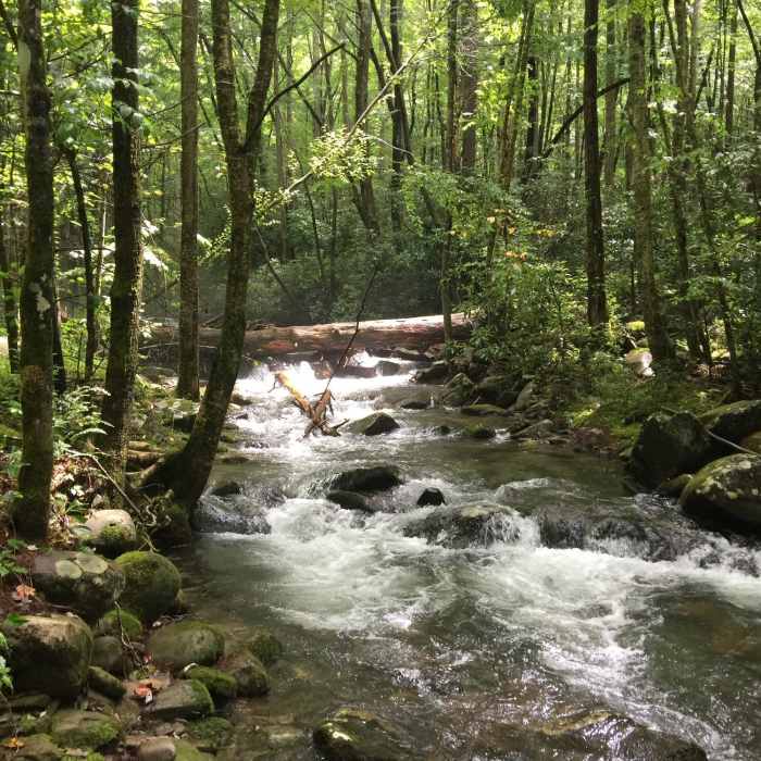 Near BMT: Segment 17a-17b (Tellico River to Whigg Meadow)