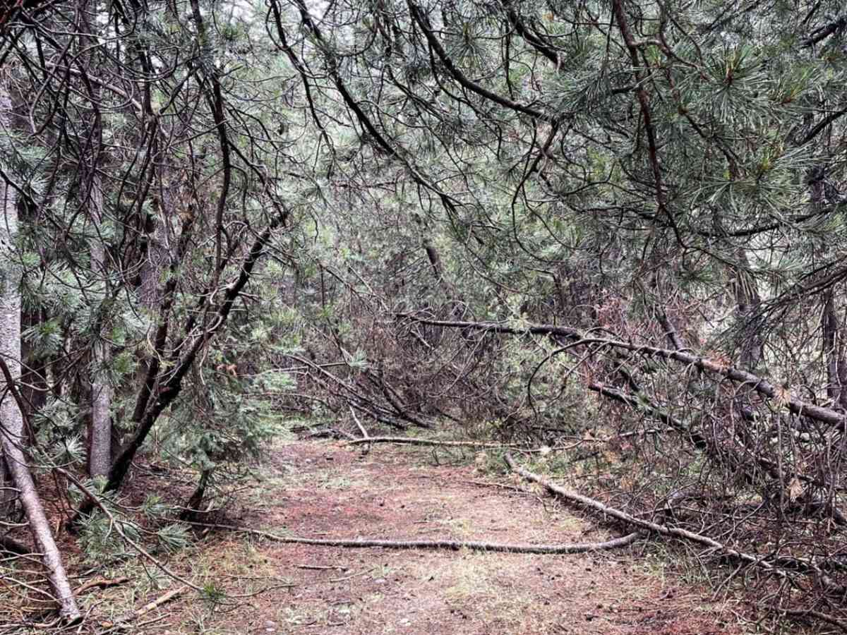 Pine Tunnel photo 5