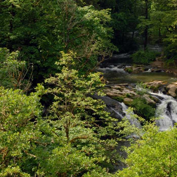 Near Lacamas Creek Loop Trail