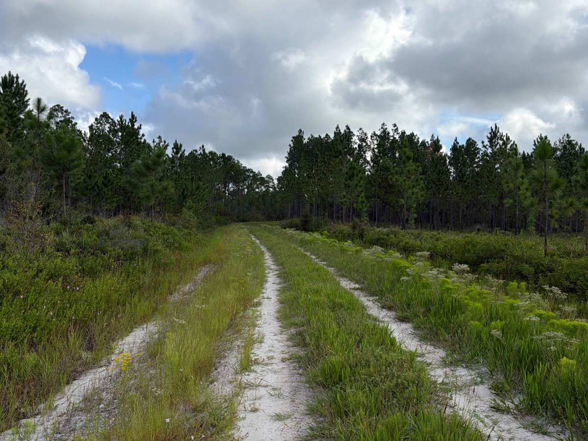 Little Bear Bay - FS 221 photo 5
